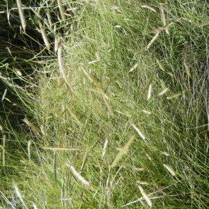 Native Grass Mixes
