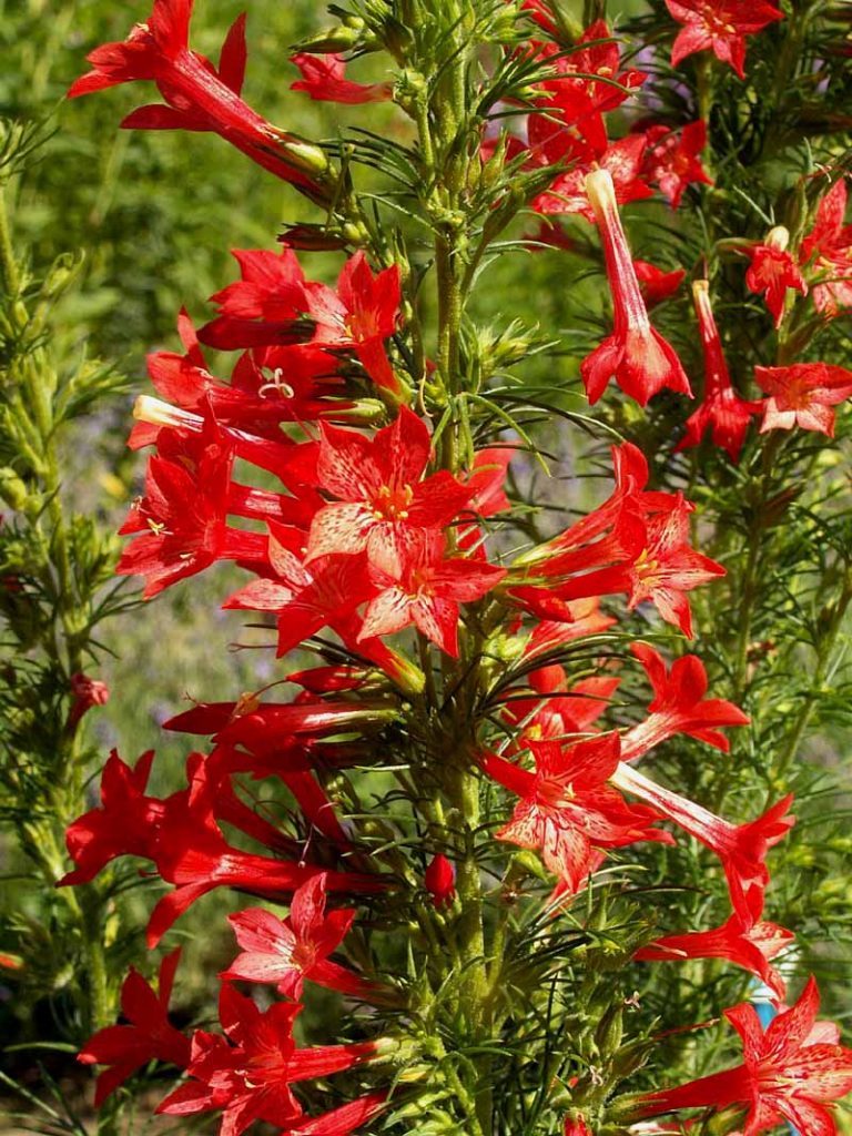 Giliga Tree Gilia | Mountain Meadows