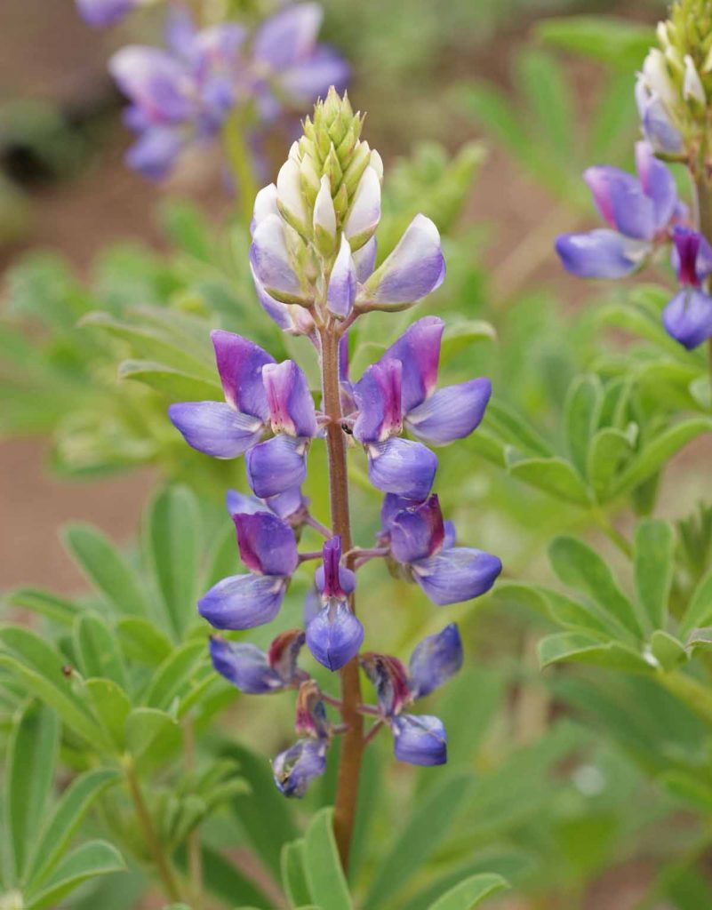 Arroyo Lupine | Mountain Meadows