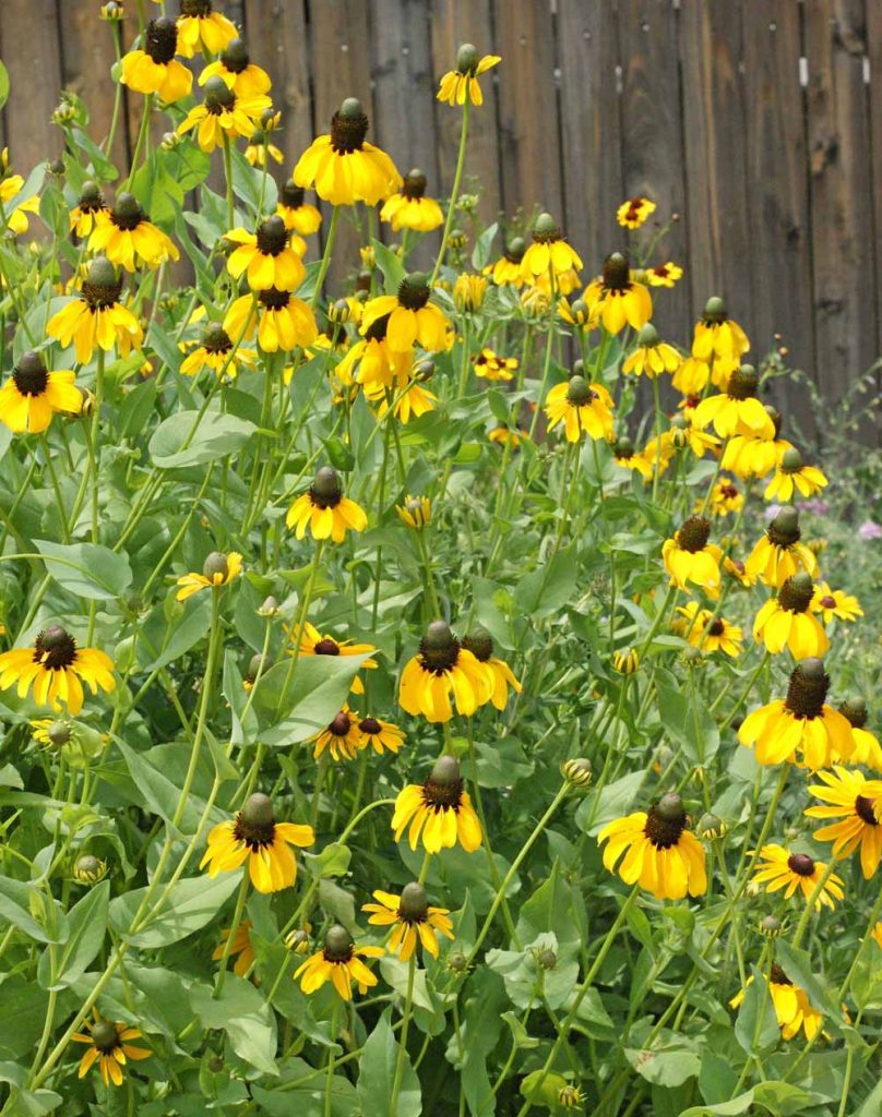 Clasping Coneflower | Mountain Meadows